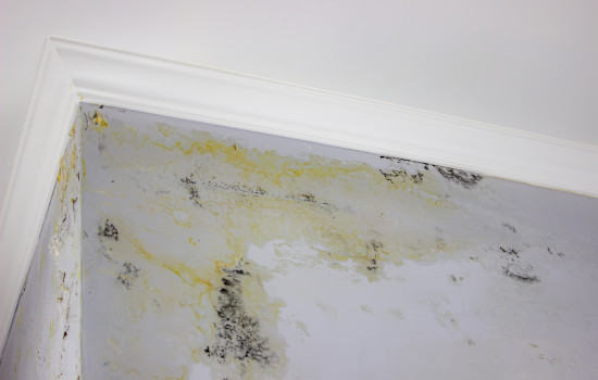 Moisissures noires après une fuite d'eau derrière un mur